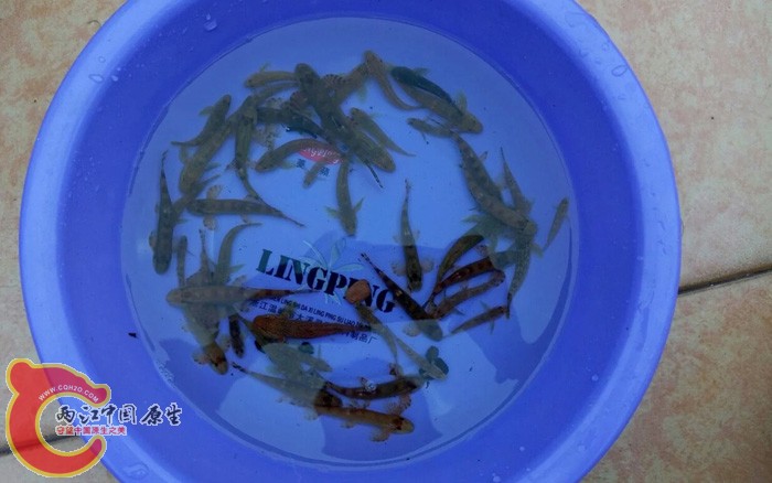 不多不多，吸鳅、神龙、黄唇