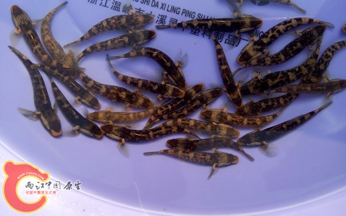 几条母的现在还没出卵