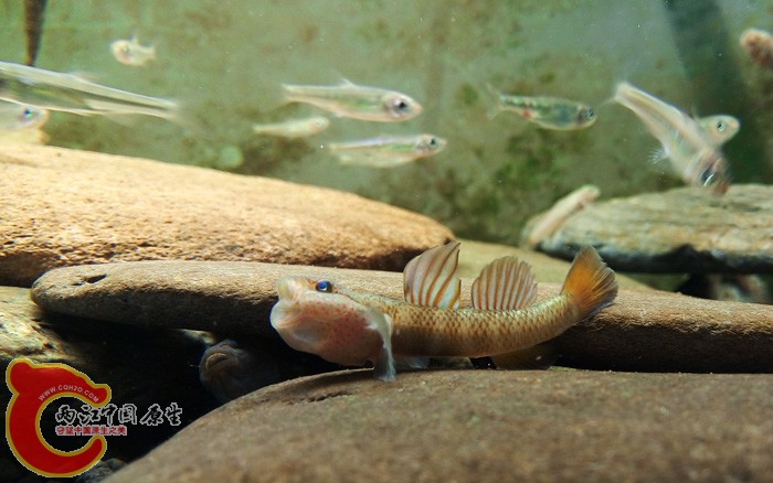 不论哪个缸，高帆都凶的很