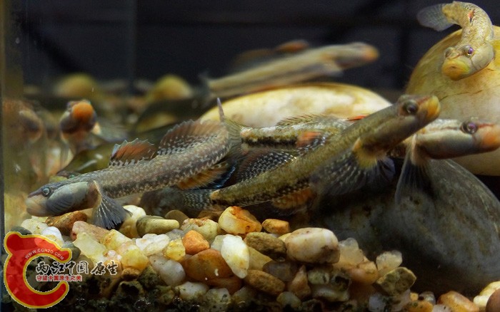 左边这条黄唇看出了点区别吗