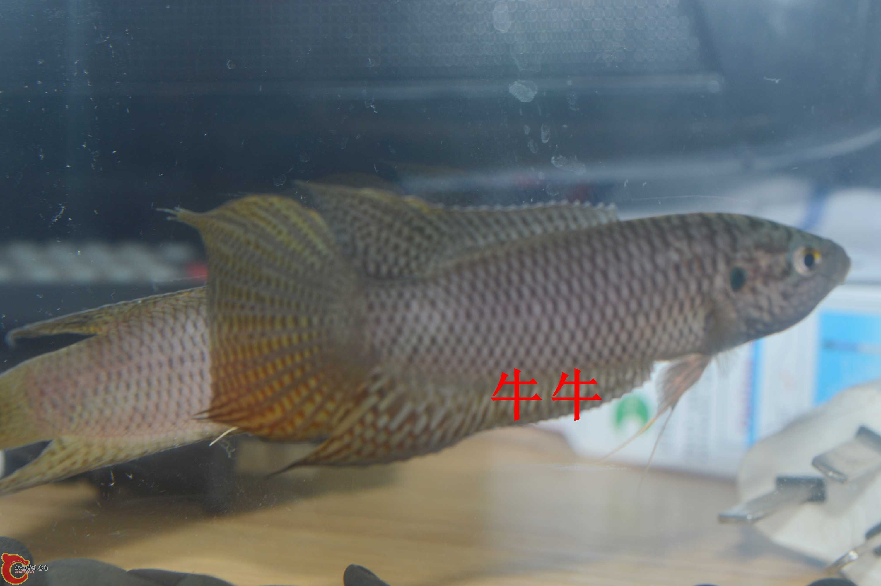 DSC_0011.jpg