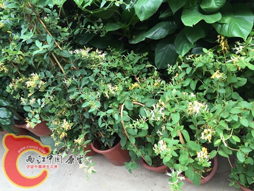 QQ图片20150427092726.jpg