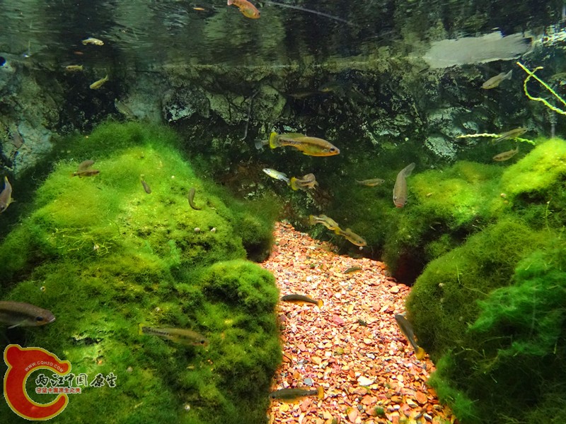 DSC00926_副本.jpg