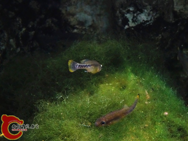 DSC00943_副本.jpg