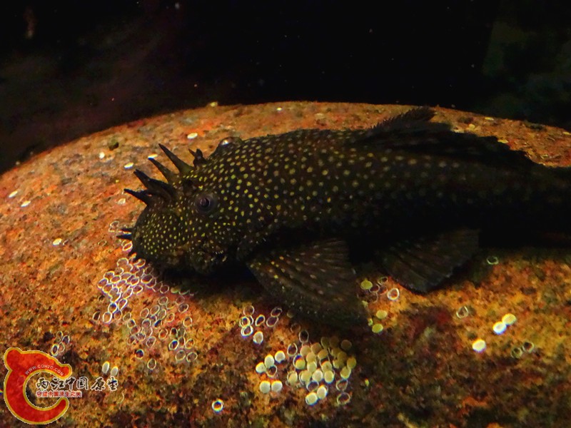 DSC00909_副本.jpg