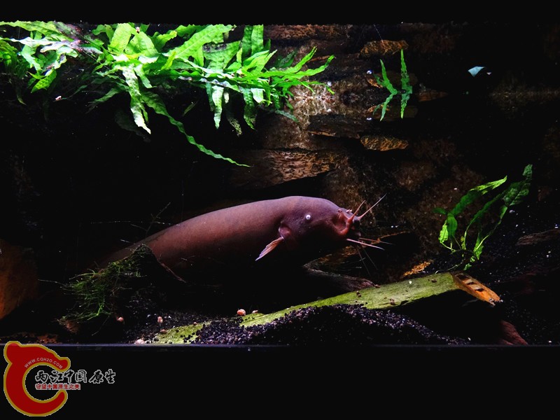 DSC00980_副本.jpg