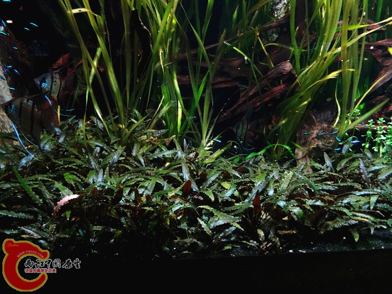 DSC01078_副本.jpg