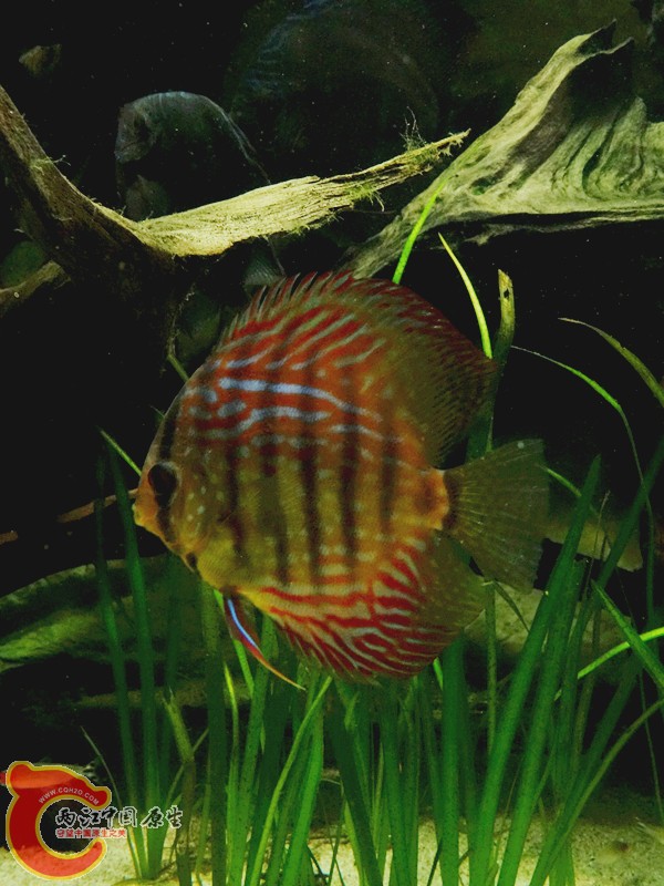 DSC01097_副本.jpg