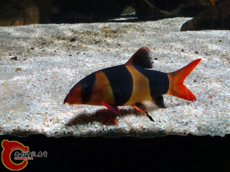 DSC01157_副本.jpg