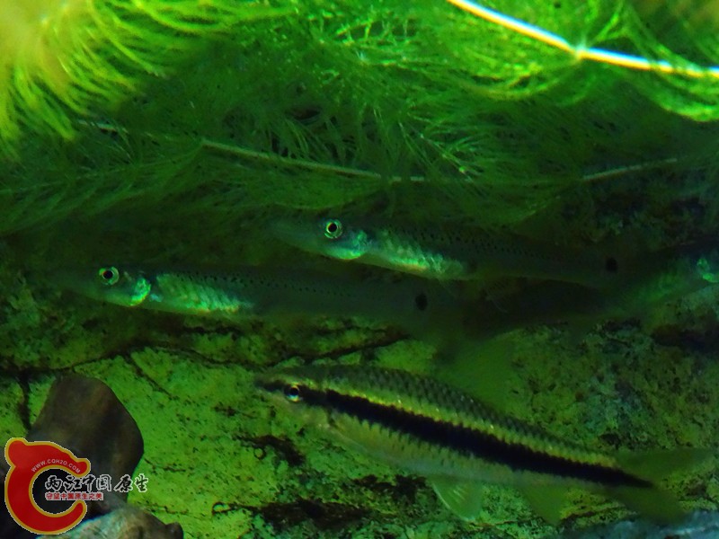 DSC00950_副本.jpg