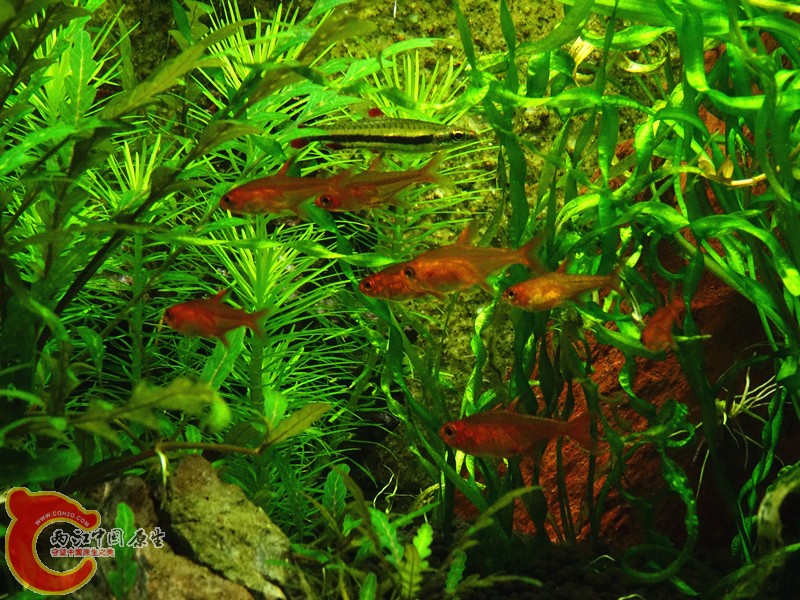 DSC00954_副本.jpg