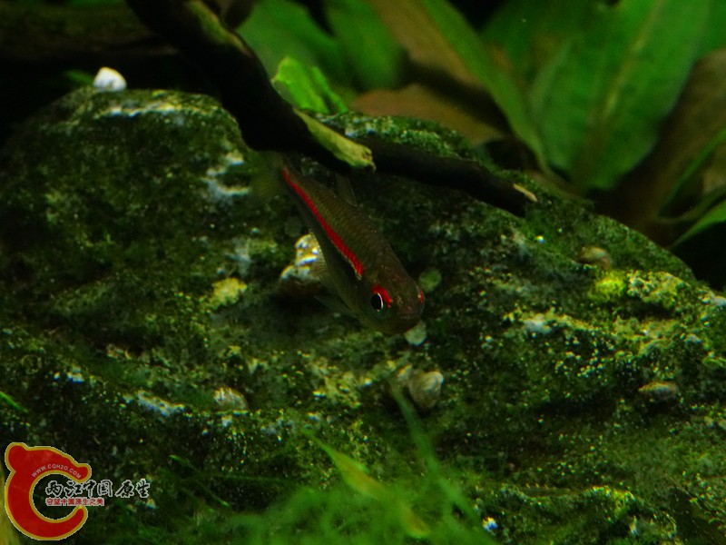 DSC00970_副本.jpg