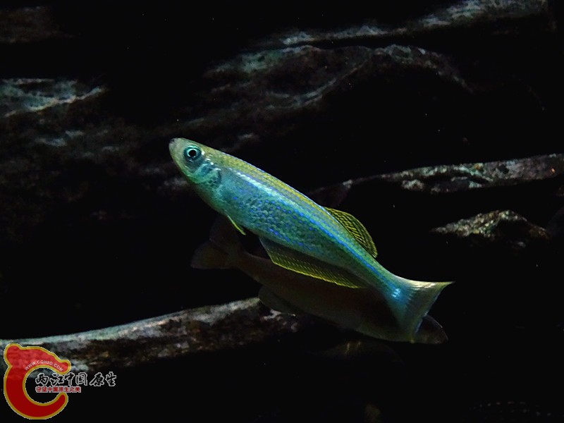 DSC01032_副本.jpg