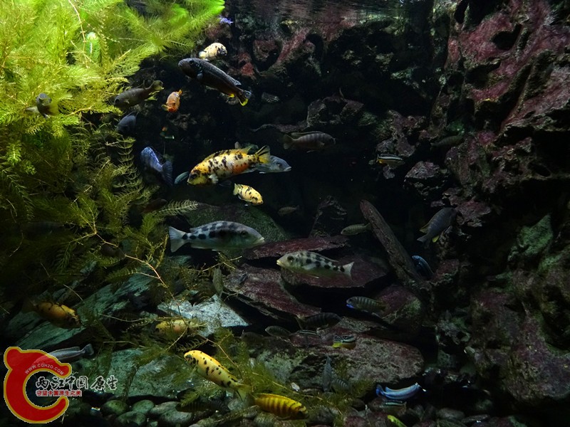 DSC01044_副本.jpg