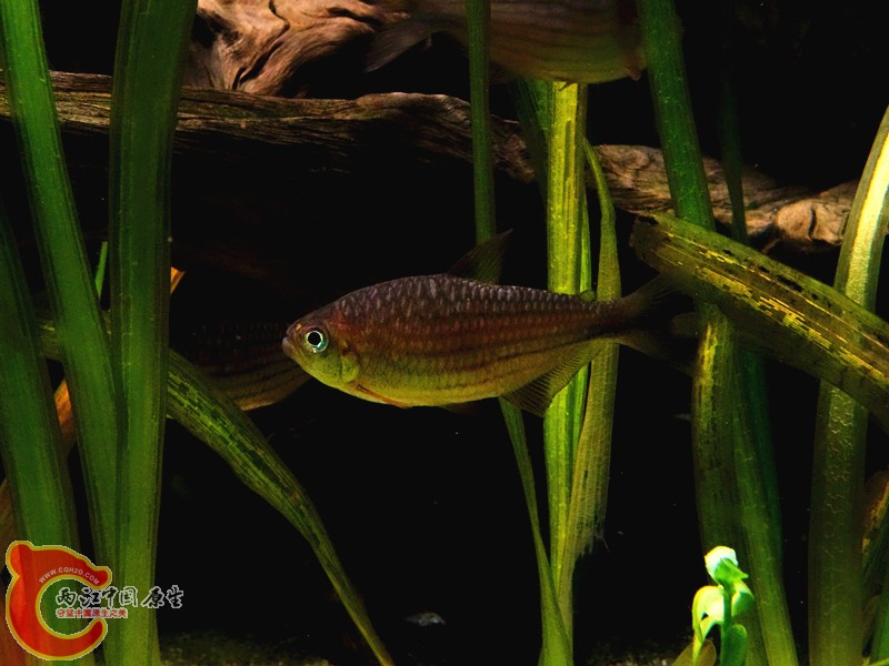 DSC01094_副本.jpg