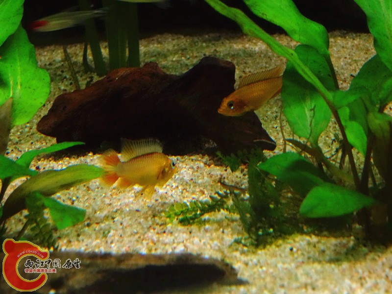 DSC01100_副本.jpg