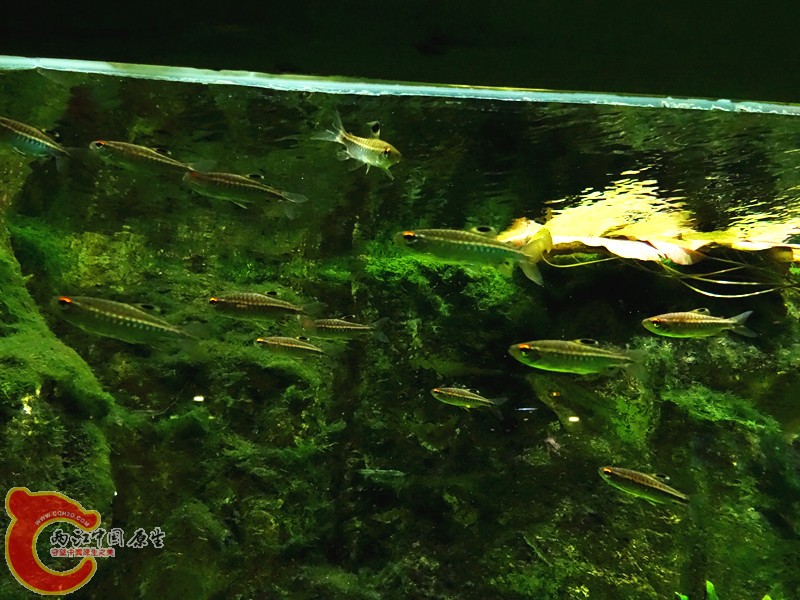 DSC01105_副本.jpg