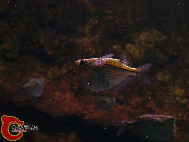 DSC01119_副本.jpg