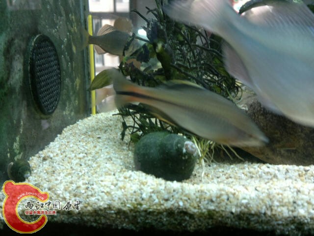 广东齐和大田螺