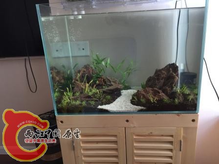 缸+柜+过滤6张毛爷爷收来的
