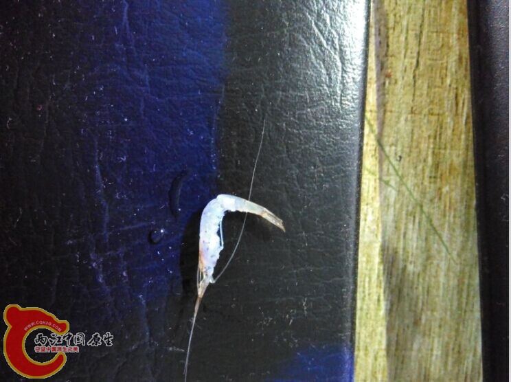 死后的虾