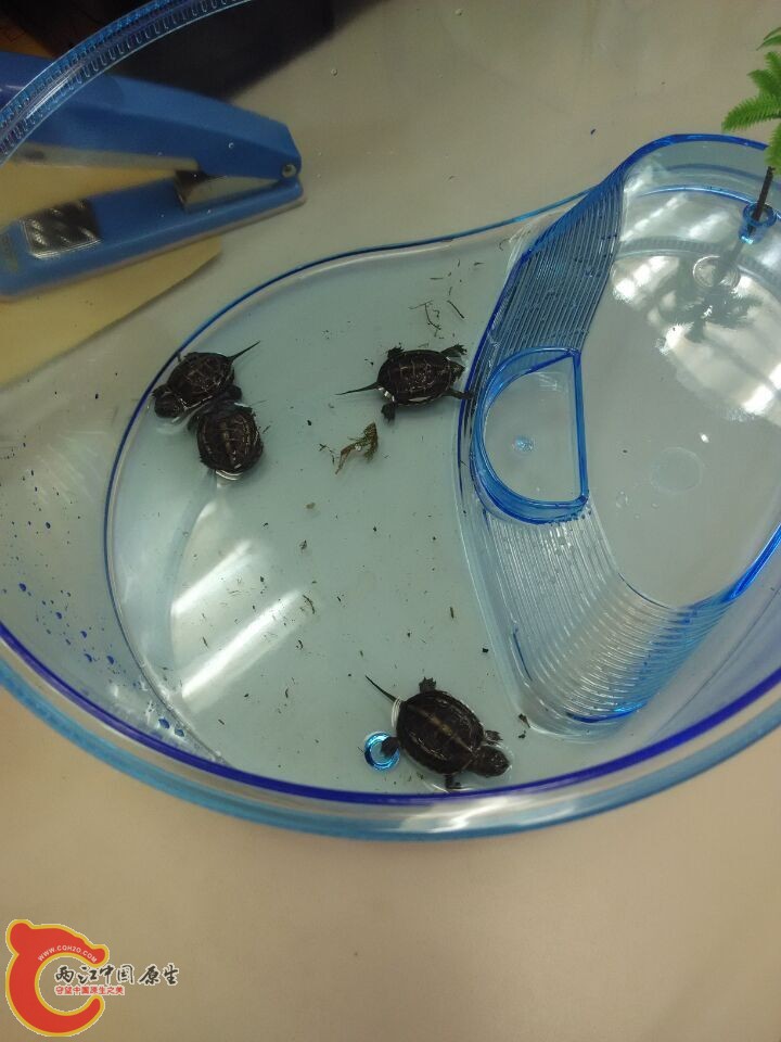 忍者神龟