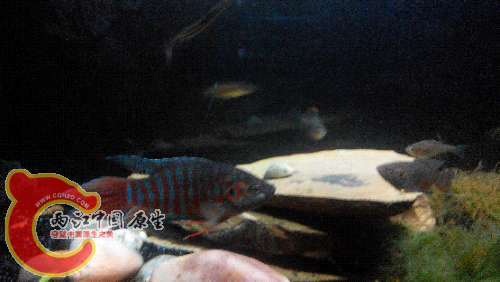 2015506215151.jpg