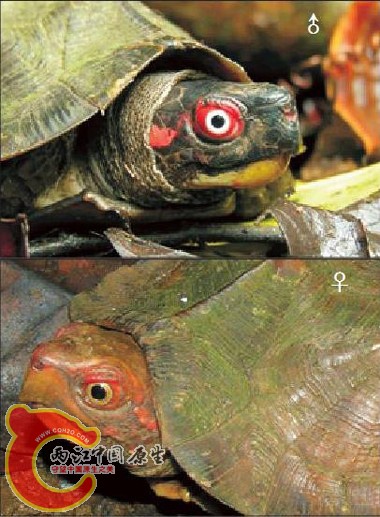 鉴2.jpg