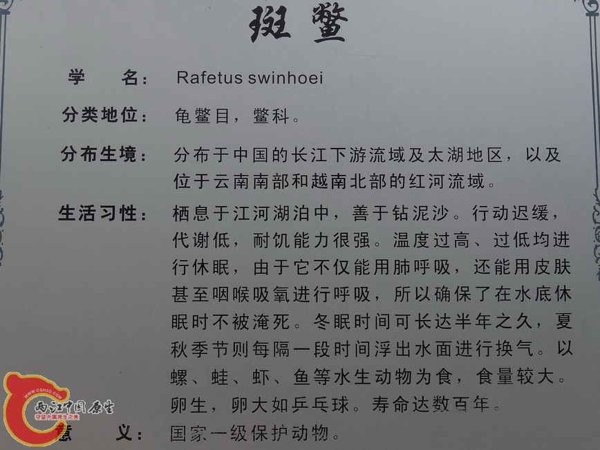 斑鳖 (1).jpg