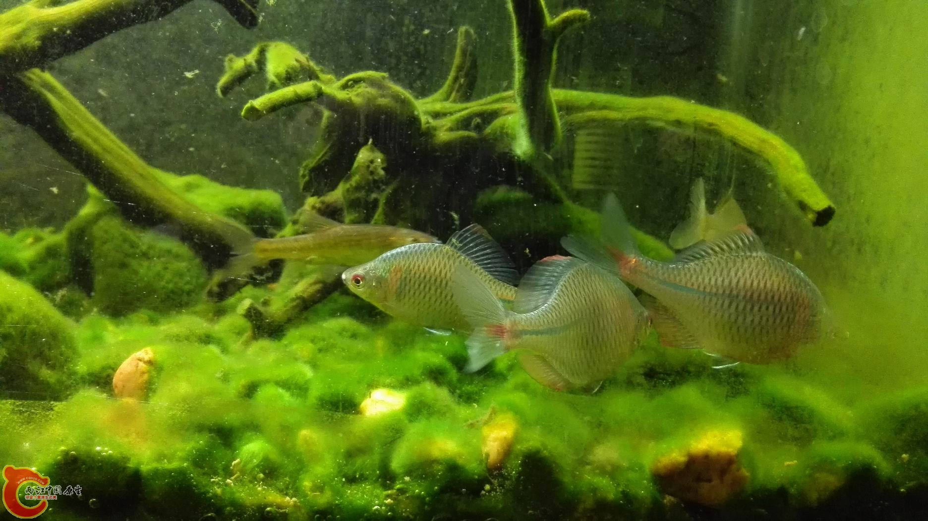 调整大小 IMG_20150424_202229.jpg