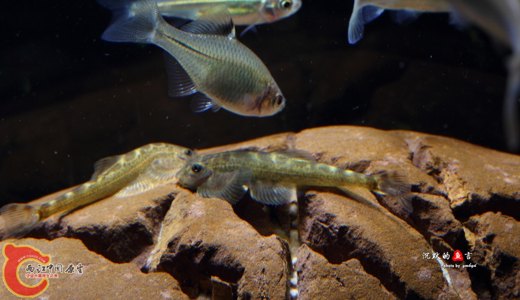 _MG_0005.jpg
