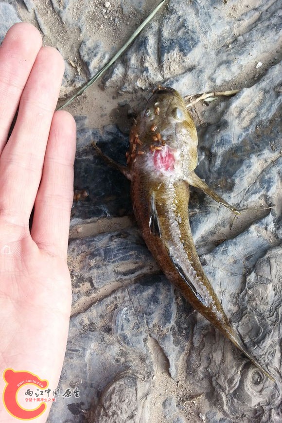 6f80842bd40735fa0348590c9b510fb30e240867 (1).jpg