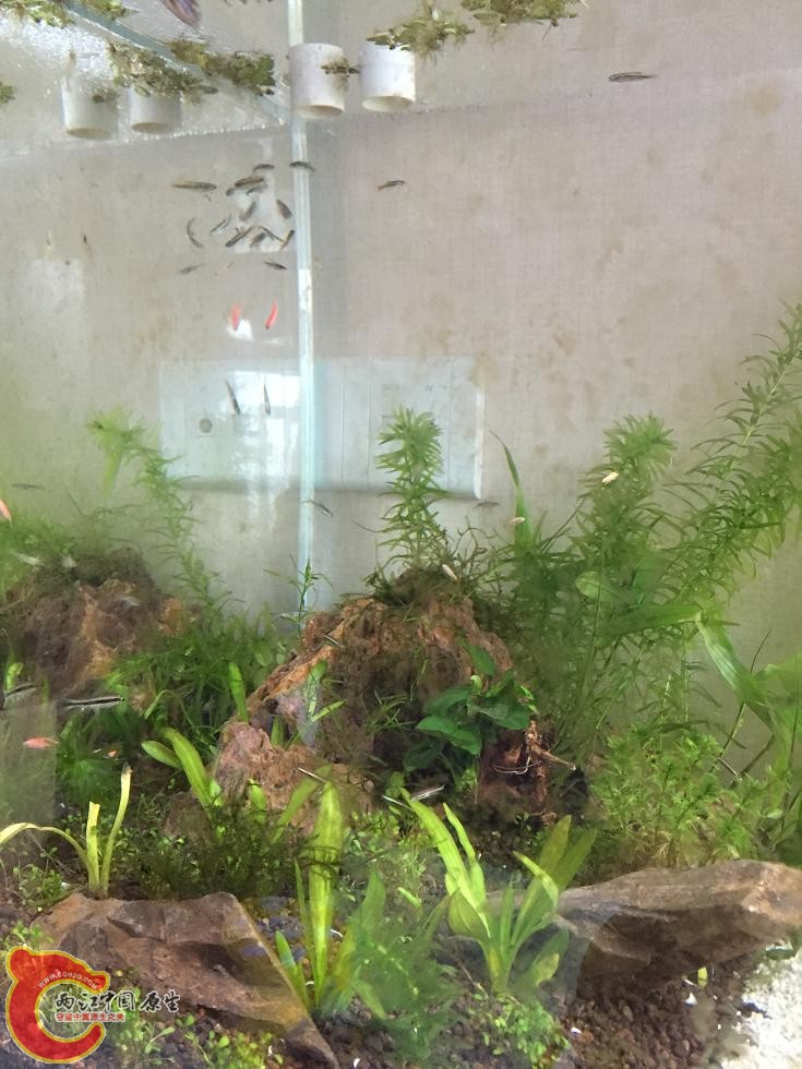 滴流出水口1.JPG