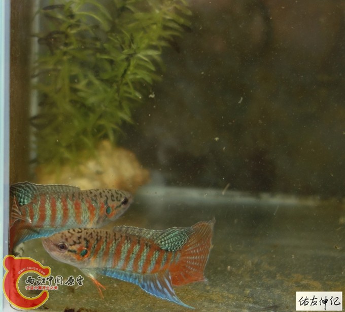 DSC05088_副本_副本_副本_副本_副本.jpg
