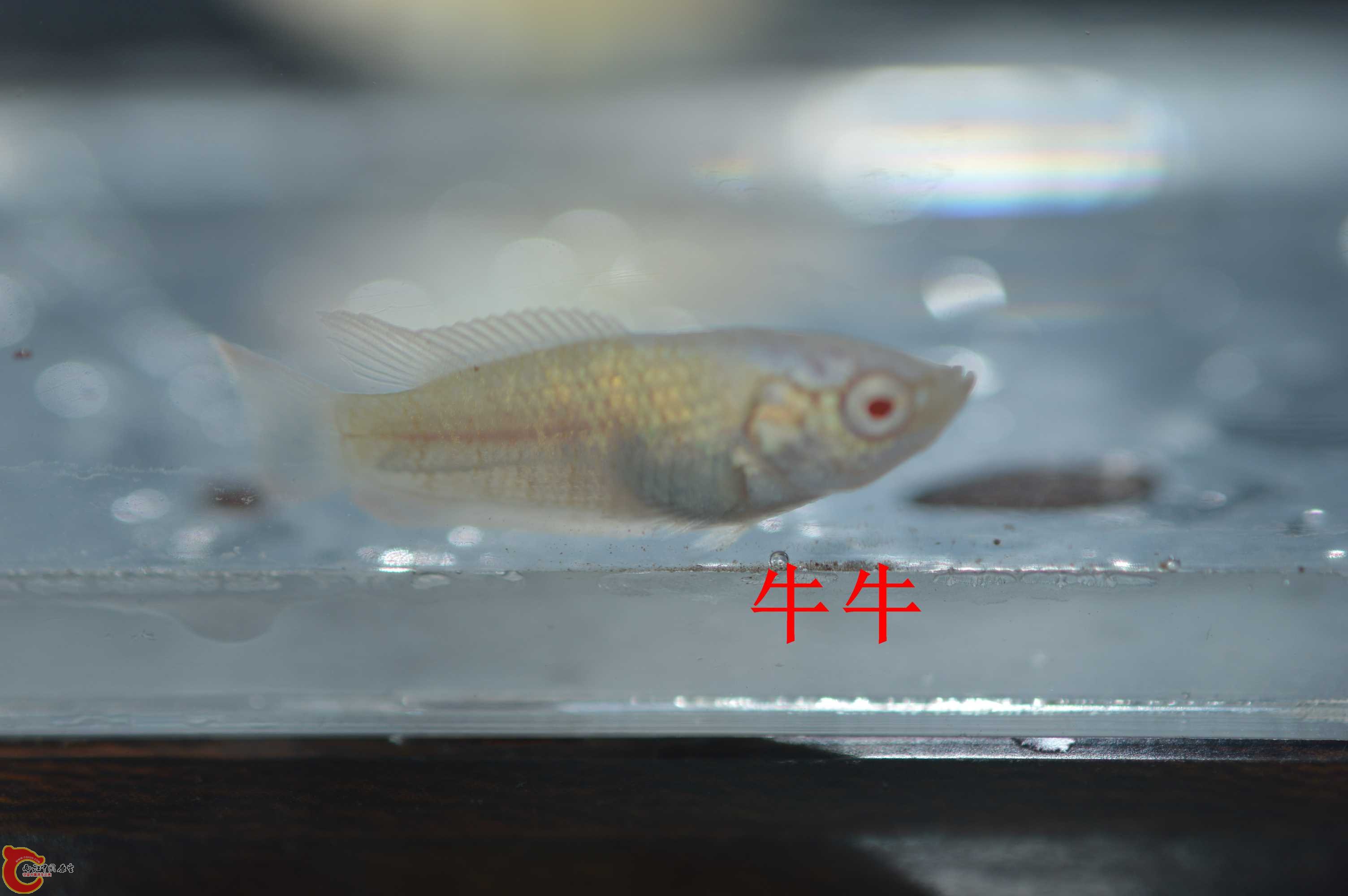 DSC_0012.jpg