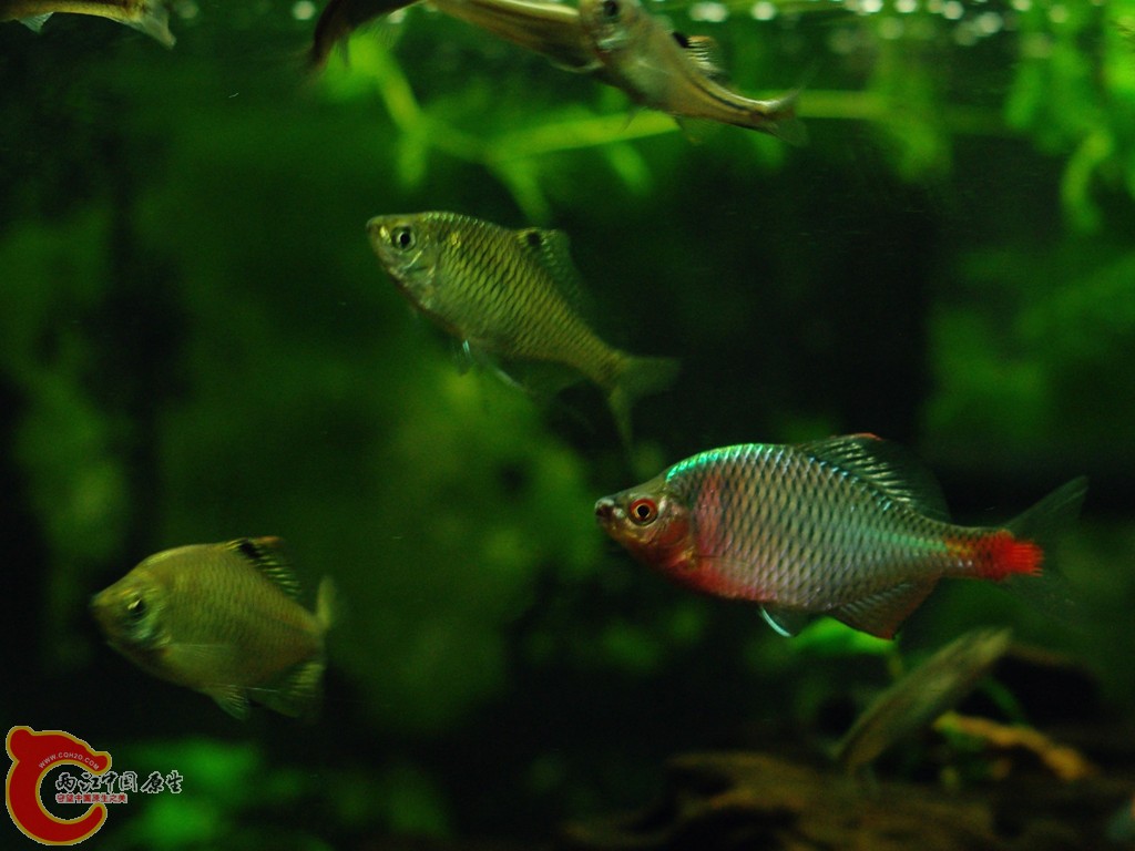 IMGP5249_副本.jpg