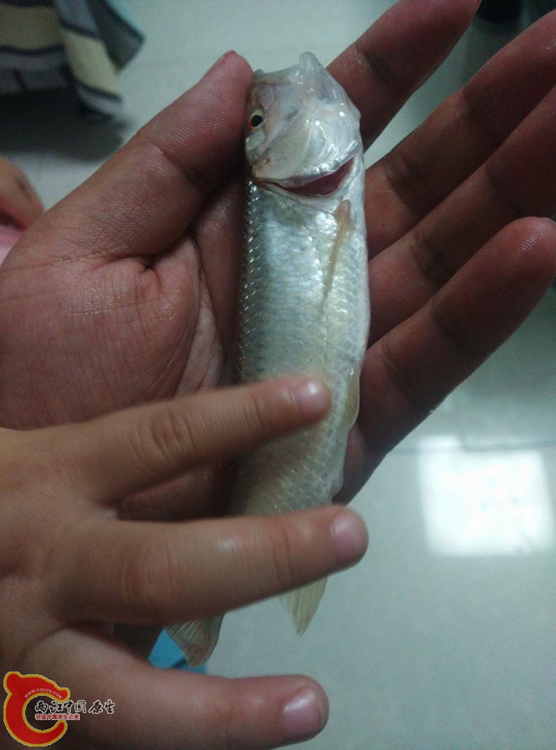 马口