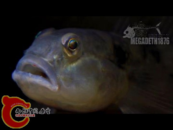 犬牙韁虾虎 Amoya caninus 