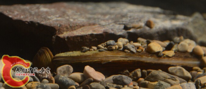 不论怎么看，矛蚌都鬼鬼祟祟的