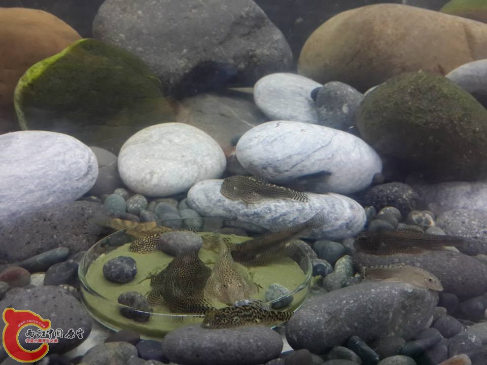 11062019_1638398606378994_5346926431635047373_n.jpg