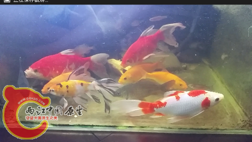 Screenshot_2015-06-01-01-08-40.png