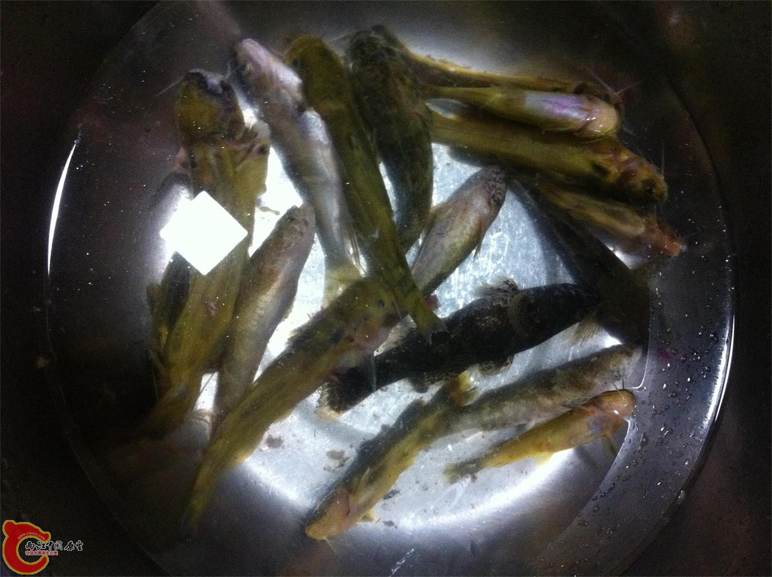 回到昆山，这些挂了，看到有咬烂的吗，小螃蟹干的