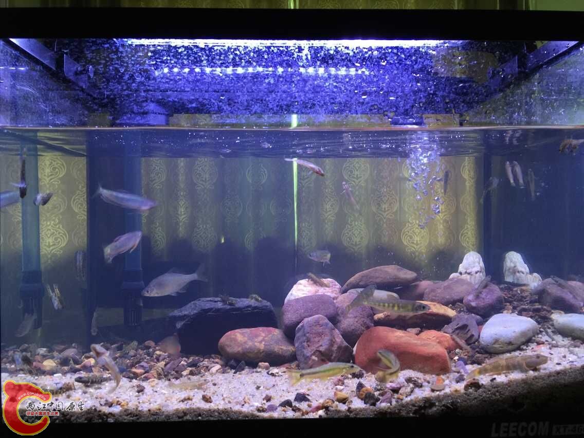 昨天刚清缸的样子