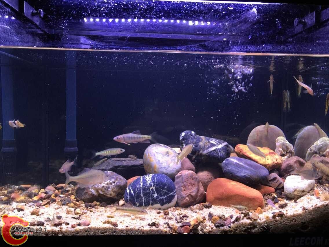 加了石头后的样子