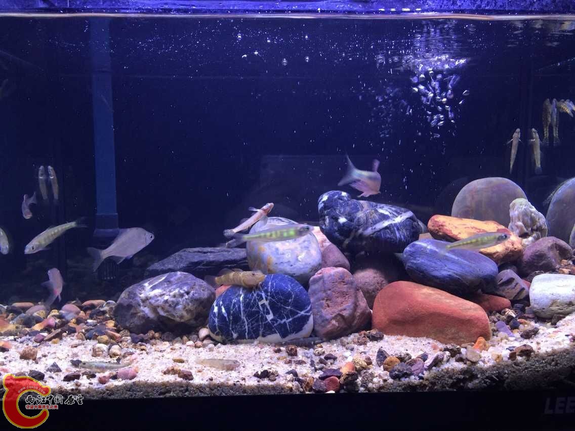 鳑鲏和长鳍吸鳅