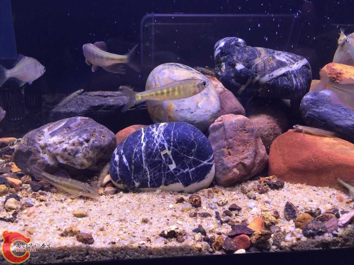 美丽小条鳅和横纹条鳅