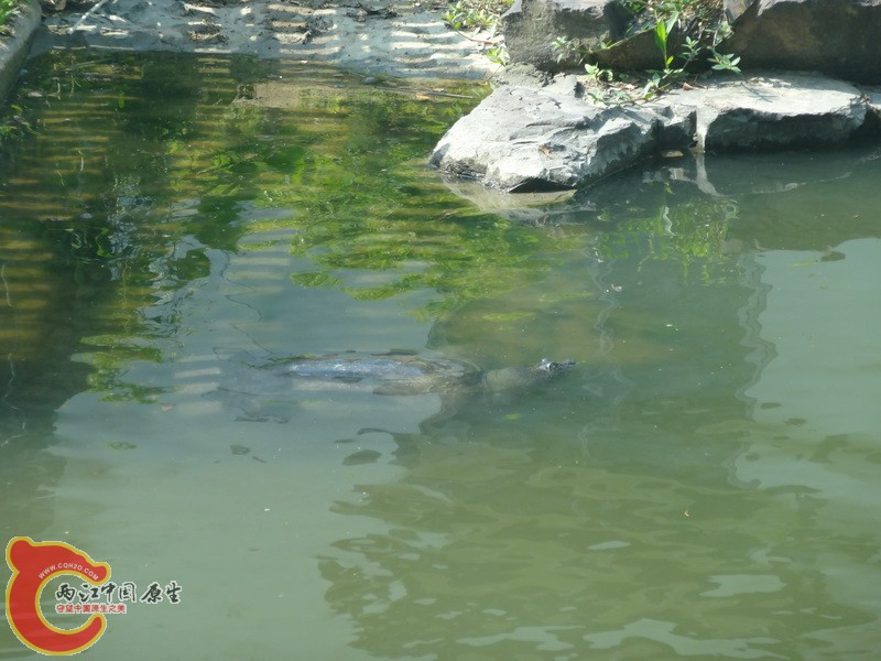 斑鳖 (21).jpg