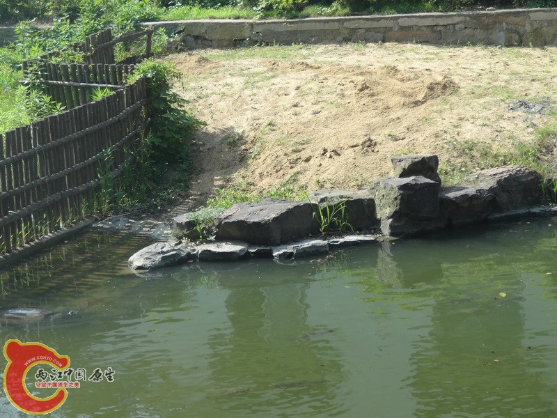 斑鳖 (23).jpg