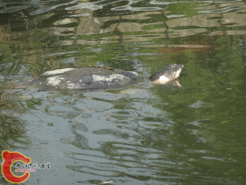 斑鳖 (17).jpg