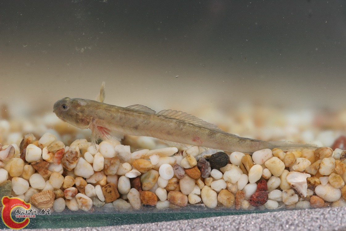 副平牙虾虎吗？